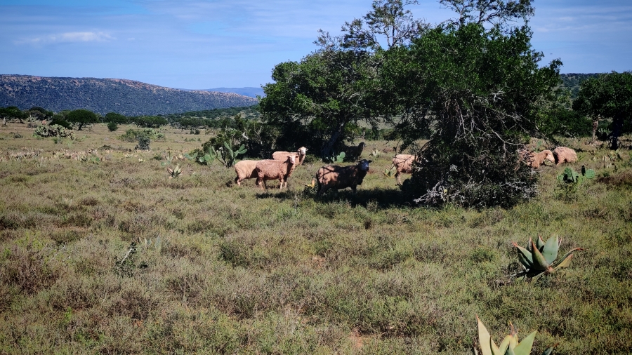 0 Bedroom Property for Sale in Somerset East Rural Eastern Cape